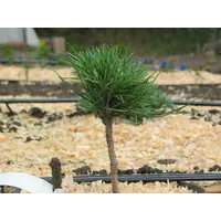 осна кедровая Кедр европейский Pinus cembra
