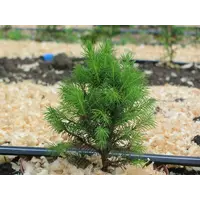 Ель канадская Коника Picea glauca Conica